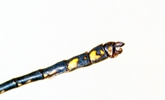 Ophiogomphus anomalus