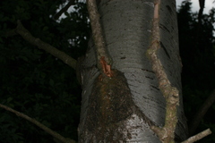 Eusphecia melanocephala