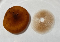 Gymnopilus oregonensis