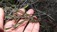 Muraltia knysnaensis