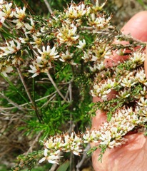 Erica inaequalis