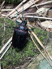 Pyrodes nitidus