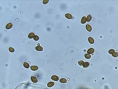 Gymnopilus oregonensis