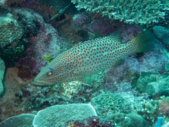 Anyperodon leucogrammicus