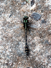 Ophiogomphus anomalus