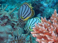 Chaetodon meyeri