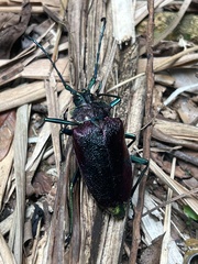 Pyrodes nitidus
