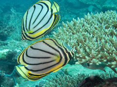 Chaetodon meyeri