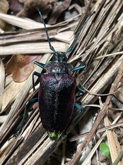 Pyrodes nitidus