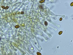 Gymnopilus oregonensis