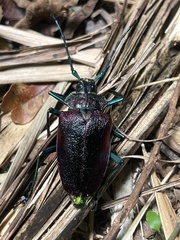 Pyrodes nitidus