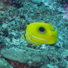 Chaetodon bennetti