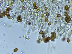 Gymnopilus oregonensis
