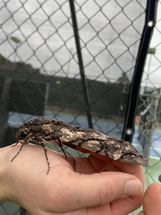 Cocytius antaeus
