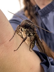 Cocytius antaeus