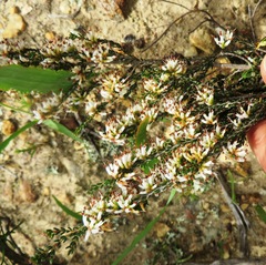 Erica inaequalis