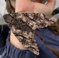 Cocytius antaeus