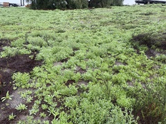 Dimorphotheca sinuata