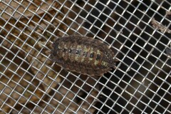 Porcellio monticola