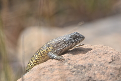 Liolaemus nitidus
