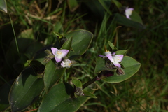 Tradescantia cerinthoides