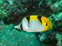 Chaetodon falcula