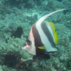 Heniochus acuminatus