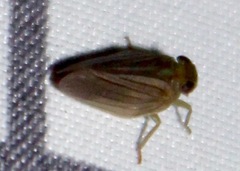 Aplos simplex