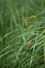 Carex lasiocarpa