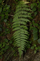 Pseudophegopteris hirtirachis