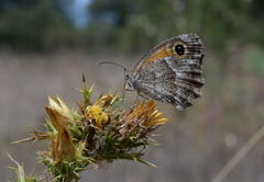 Pyronia cecilia
