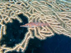 Oxycirrhites typus