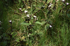 Tradescantia cerinthoides