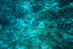 Pomacanthus arcuatus