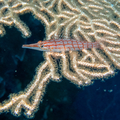 Oxycirrhites typus