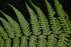 Pseudophegopteris hirtirachis