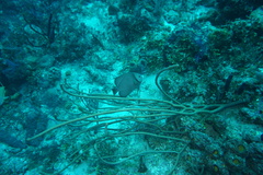 Pomacanthus arcuatus