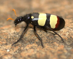 Hycleus oculatus