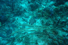 Pomacanthus arcuatus