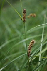 Carex lasiocarpa