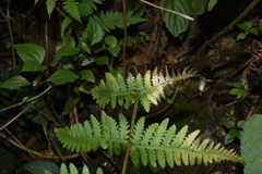 Pseudophegopteris hirtirachis