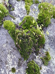 Bryum