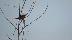 Synallaxis albescens