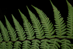 Pseudophegopteris hirtirachis