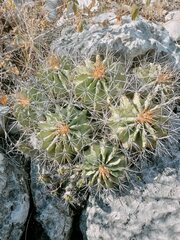 Ferocactus echidne