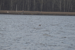 Mergus merganser merganser