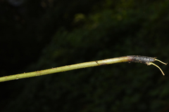 Pseudophegopteris hirtirachis