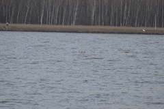 Mergus merganser merganser