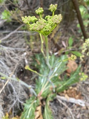 Lichtensteinia lacera