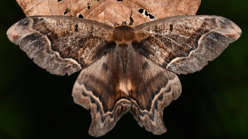 Arsenura amacymonia